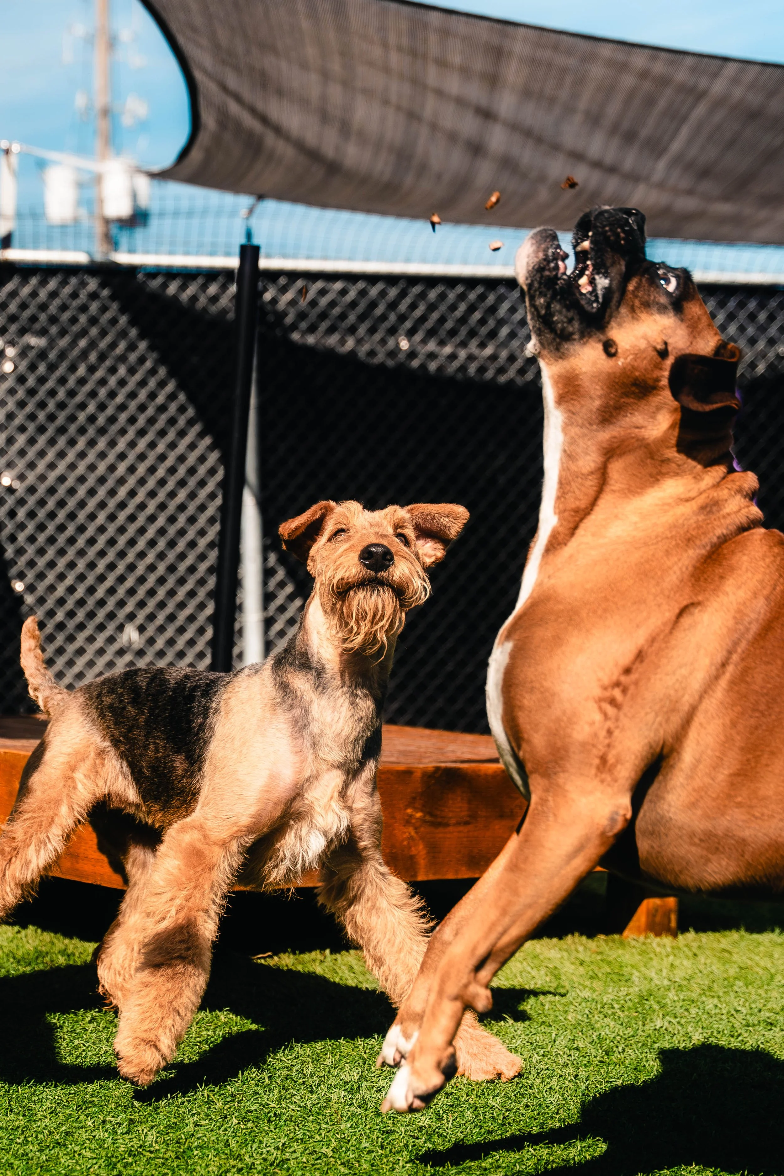 Two dogs, one with cropped ears and a beard, the other with a large head, jumping in an outdoor dog play area with a grass surface and a black chain-link fence in the background.