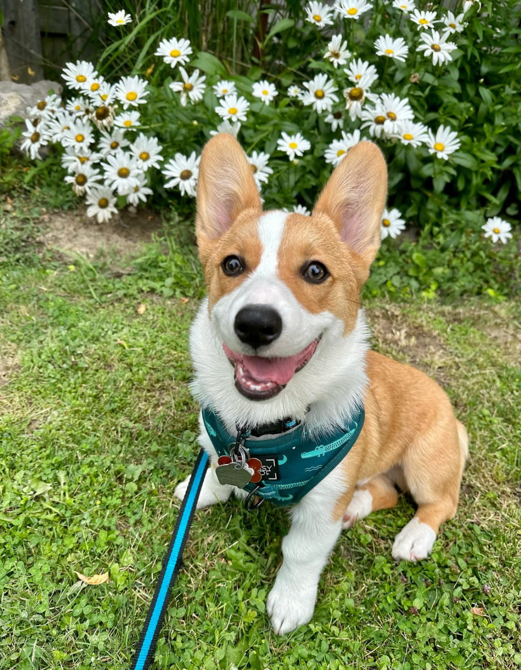 hammy puppy.png