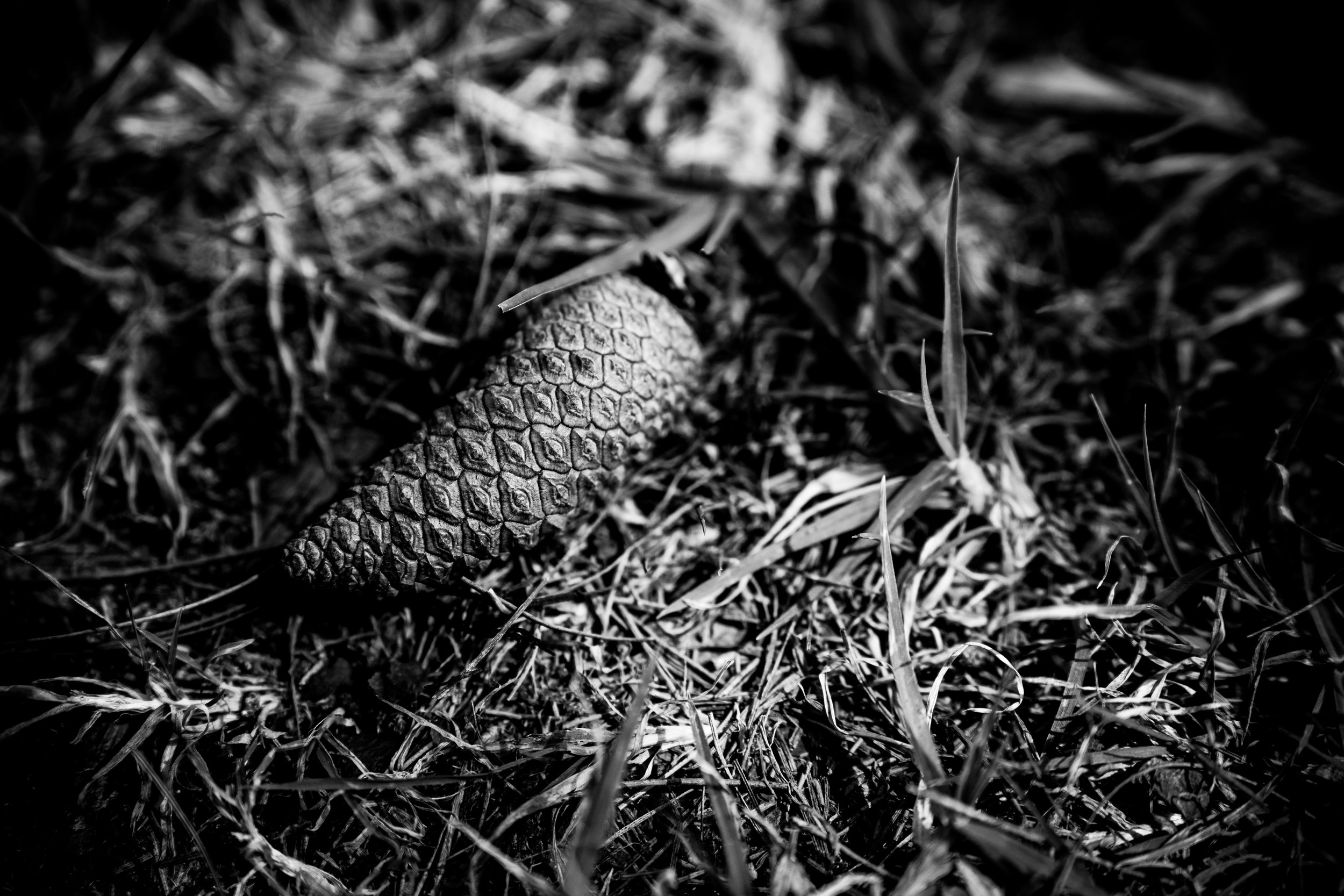 pinecone_forSara.jpg