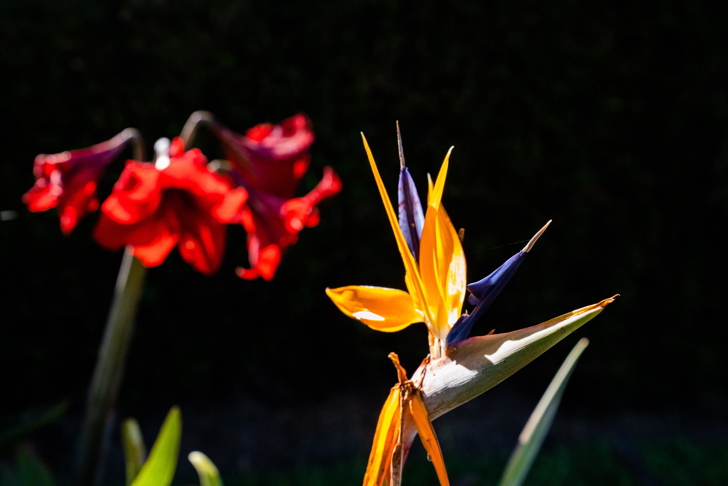 DSC04490.jpg