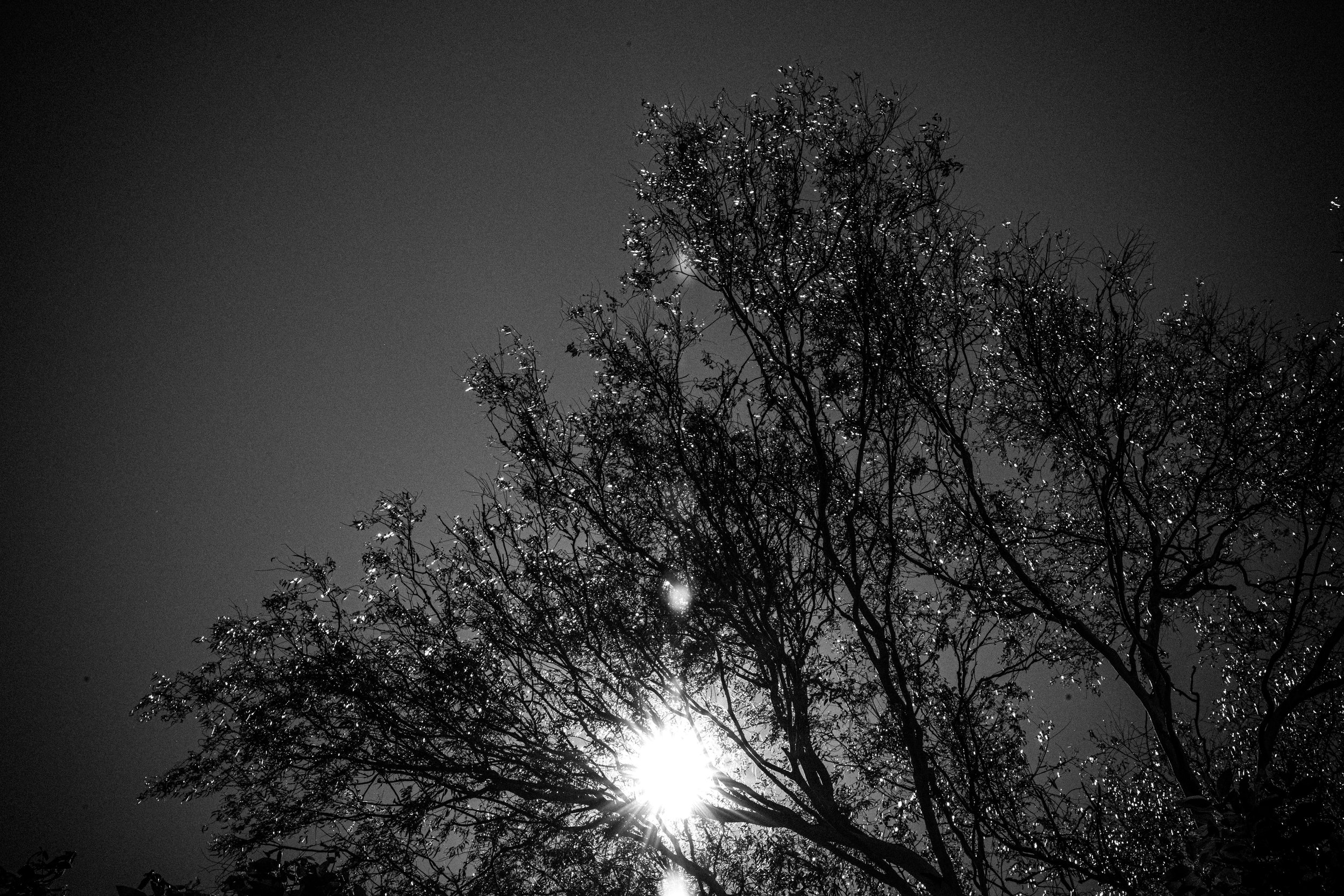 TreeofKnowledge_forRodrigo.jpg
