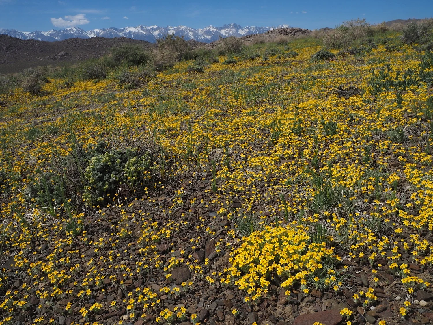 Mmca 00038.JPG