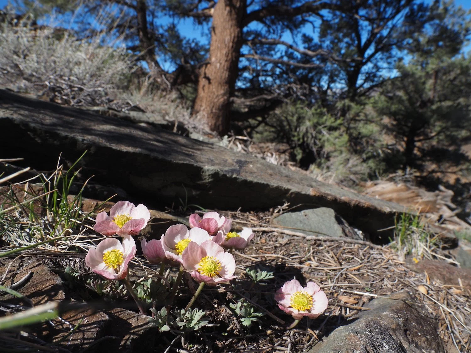 In the White Mountains / Anderson's buttercup bloom / unnamed side canyon