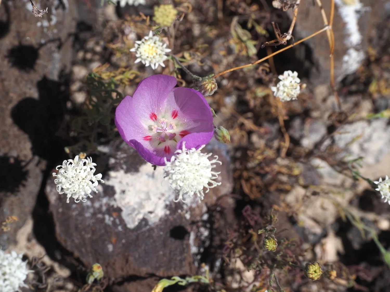 Desert five spot bloom / variations on a theme / only five half spots