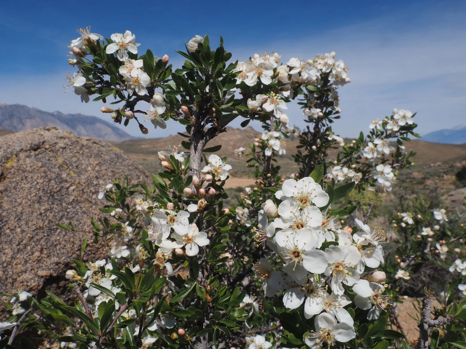 Mmca 00057.JPG