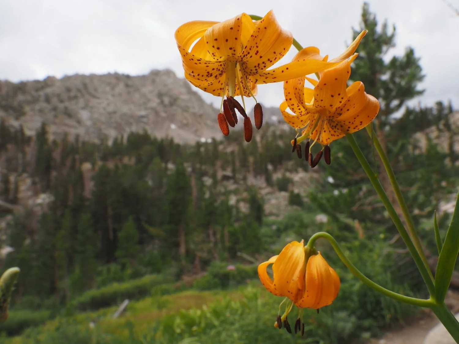 Kelley's lily bloom / found at spring right off the trail / blooms here every year