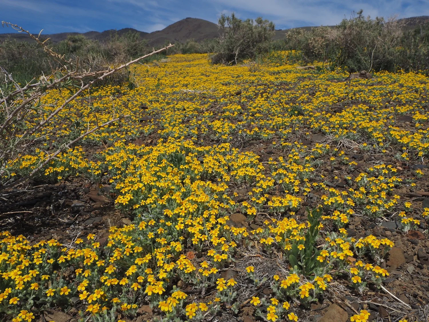 Mmca 00040.JPG