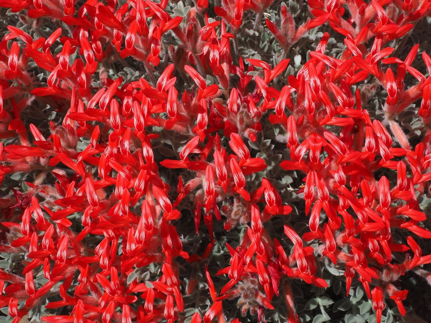 White Mountains roadside / almost unbelievable / Scarlet locoweed