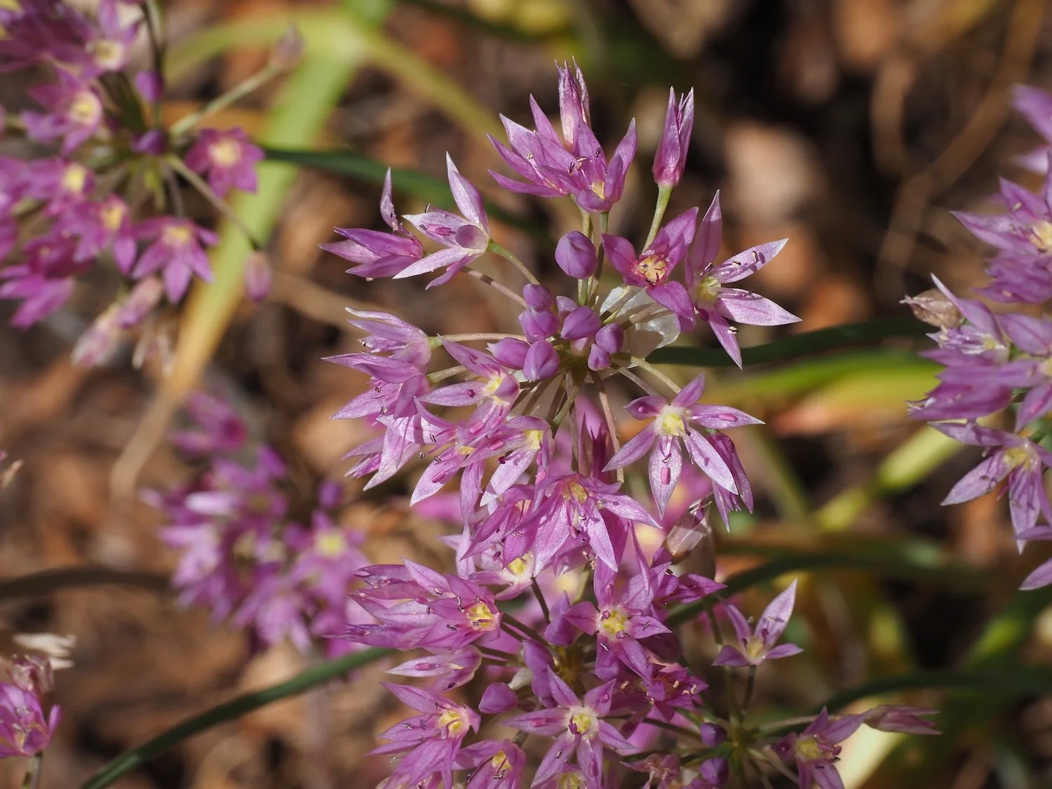 IWS 00048.JPG