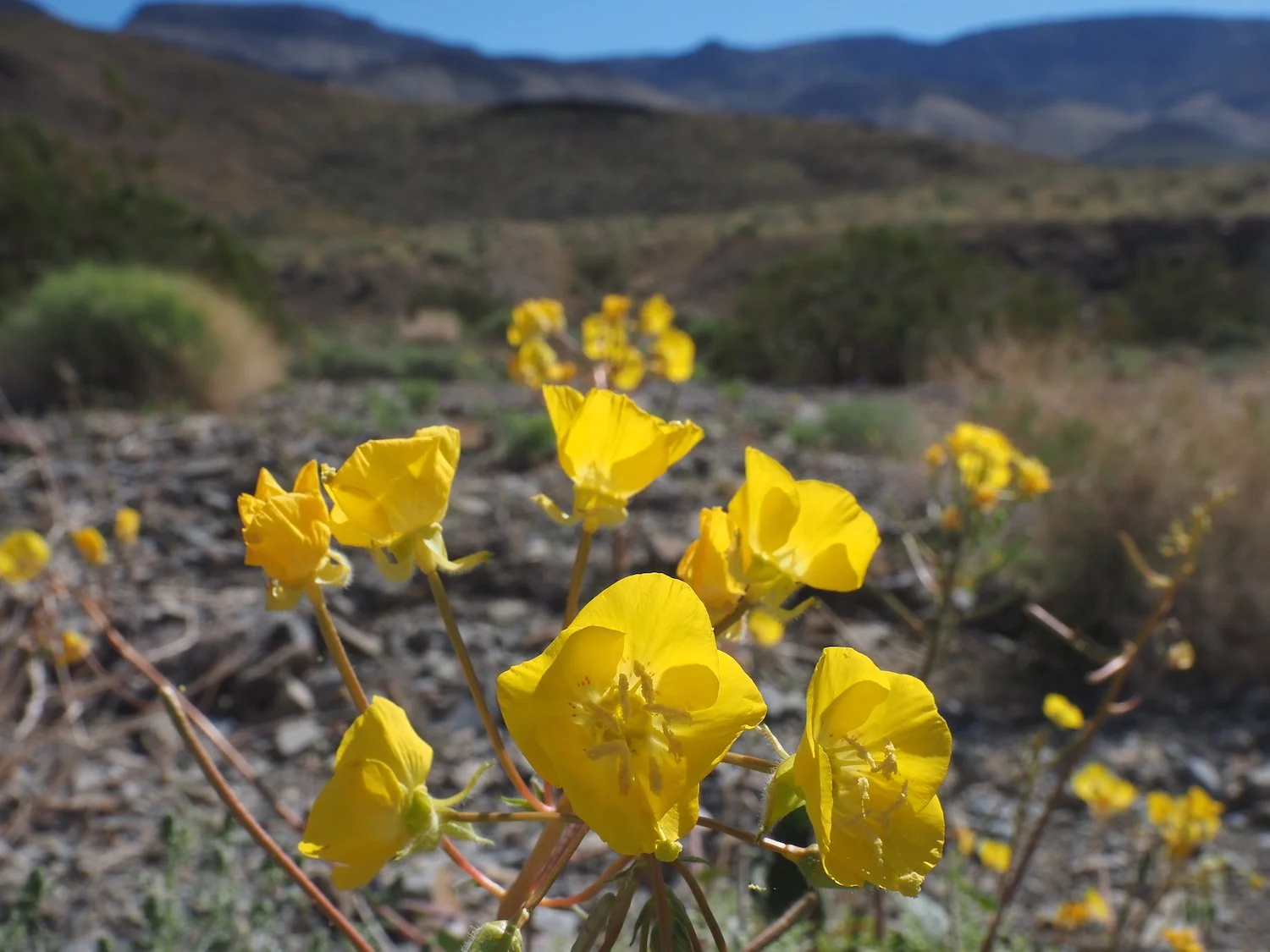 Mojave suncup splash / southern Inyo Mountains scene / next to abandoned mine