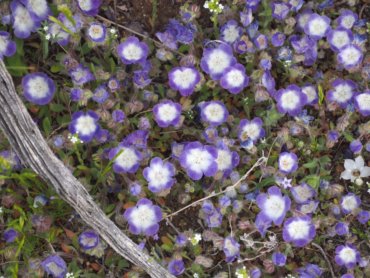 Mmca 00048.JPG
