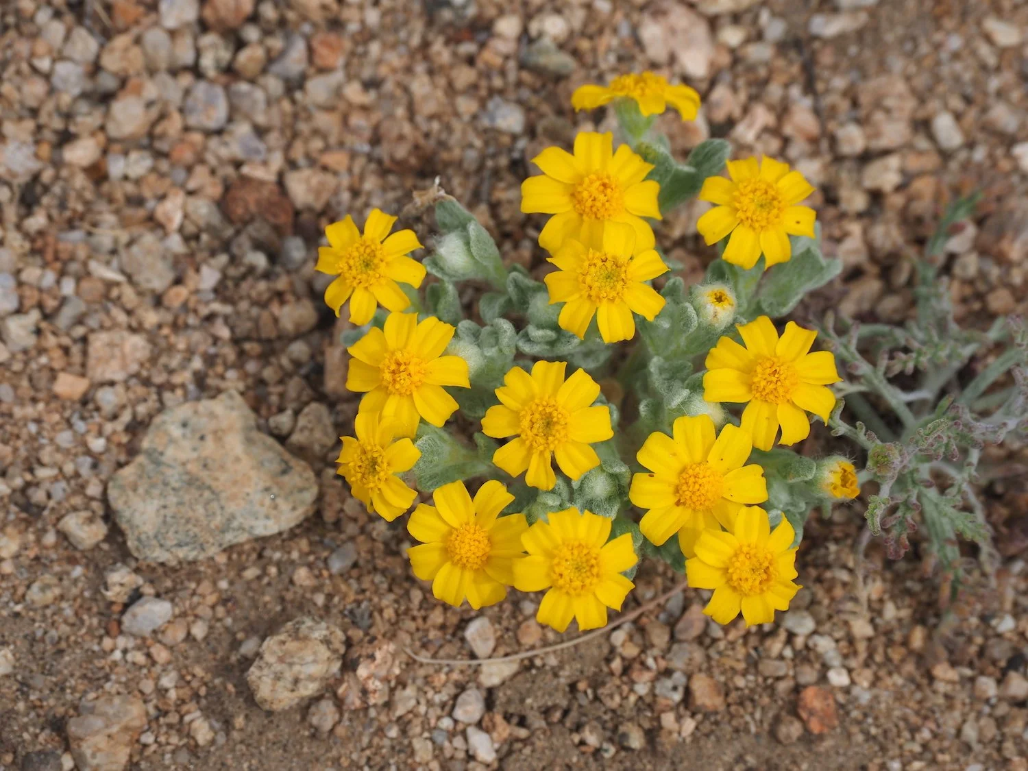 Mmca 00073.JPG