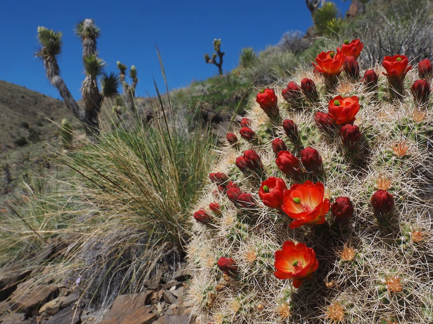 Piper Mountains wild / Mojave mound cactus bloom / bees needed come here