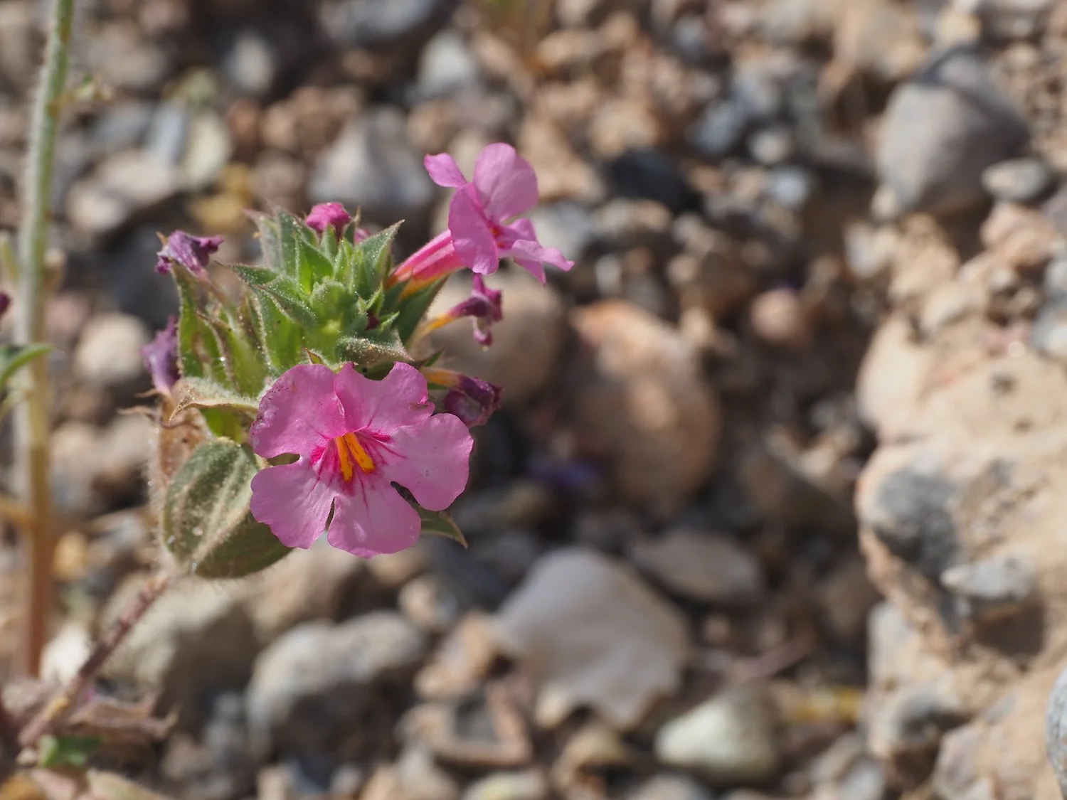 Ubehe 00008.JPG
