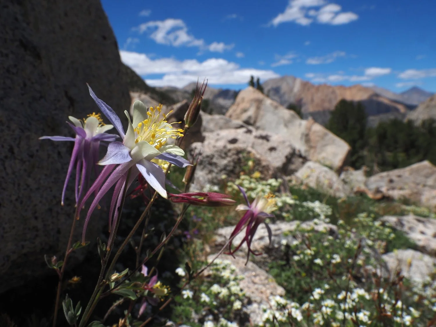 A little bit of blue / Sierra columbine bloom / in only some places