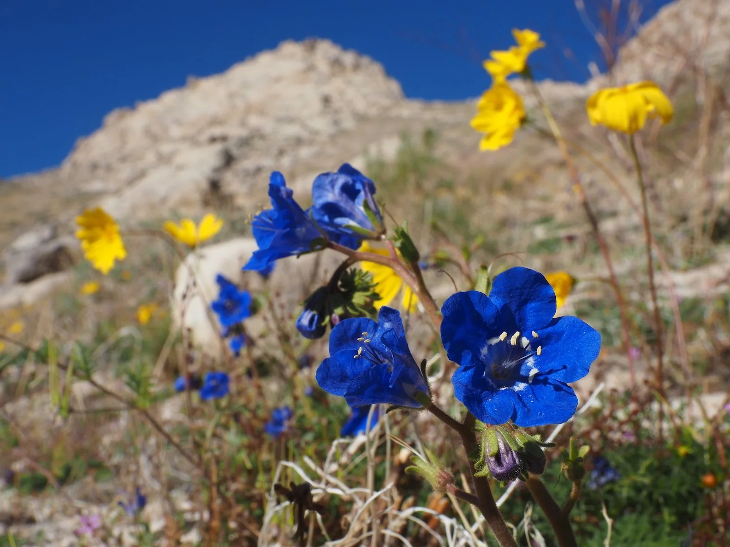 Charlotte's phacelia / a Sierra rarity / early in the year