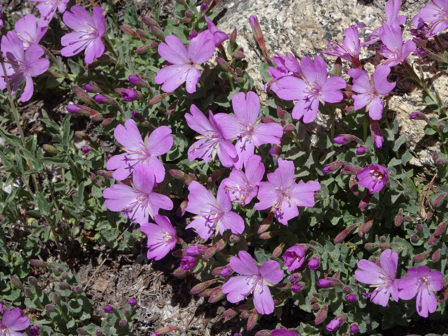 D 00267.JPG