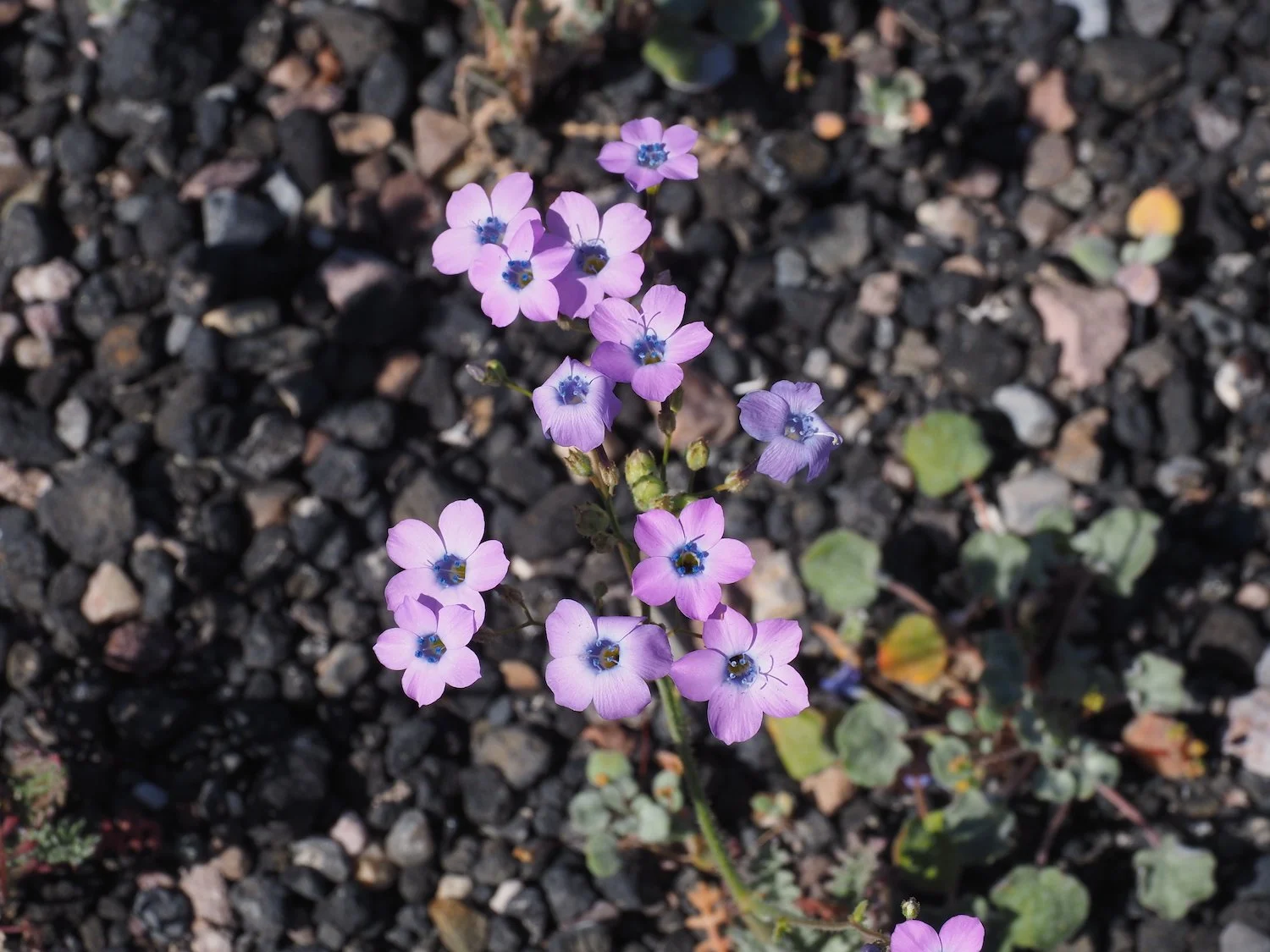Ubehe 00017.JPG