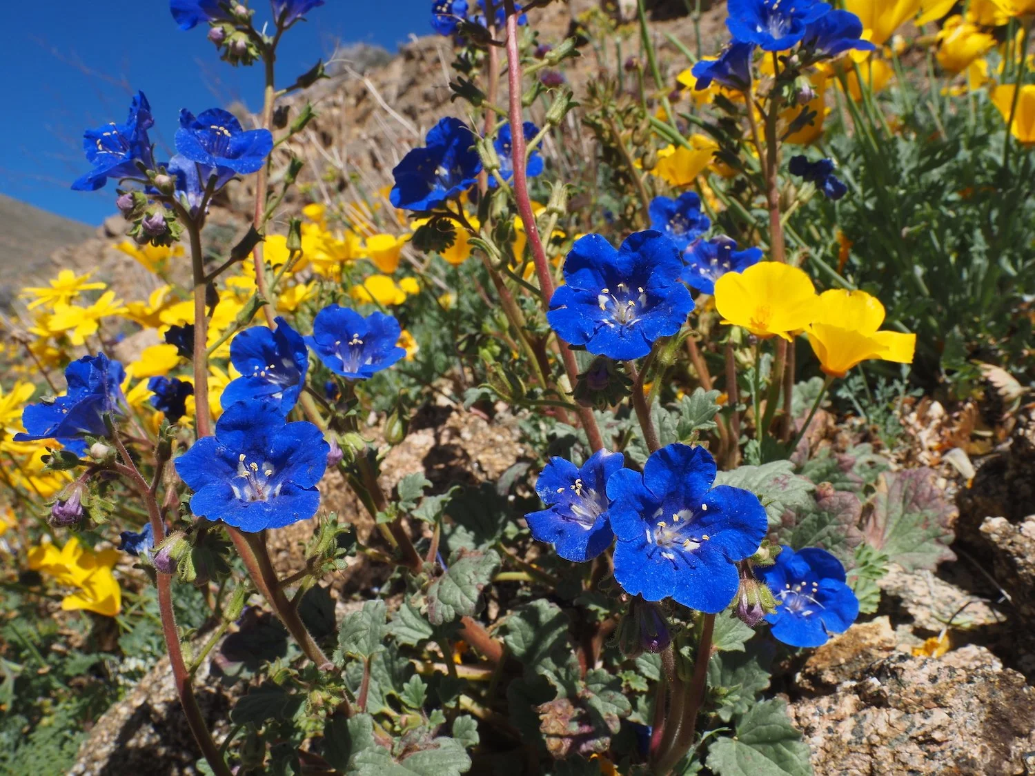 Wdv 00041.JPG