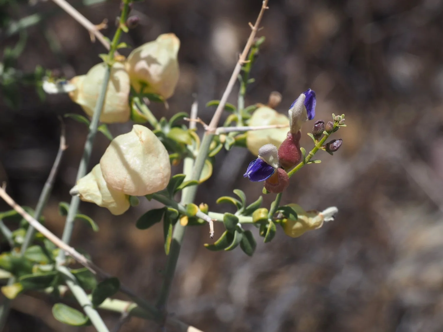 Tra 00060.JPG