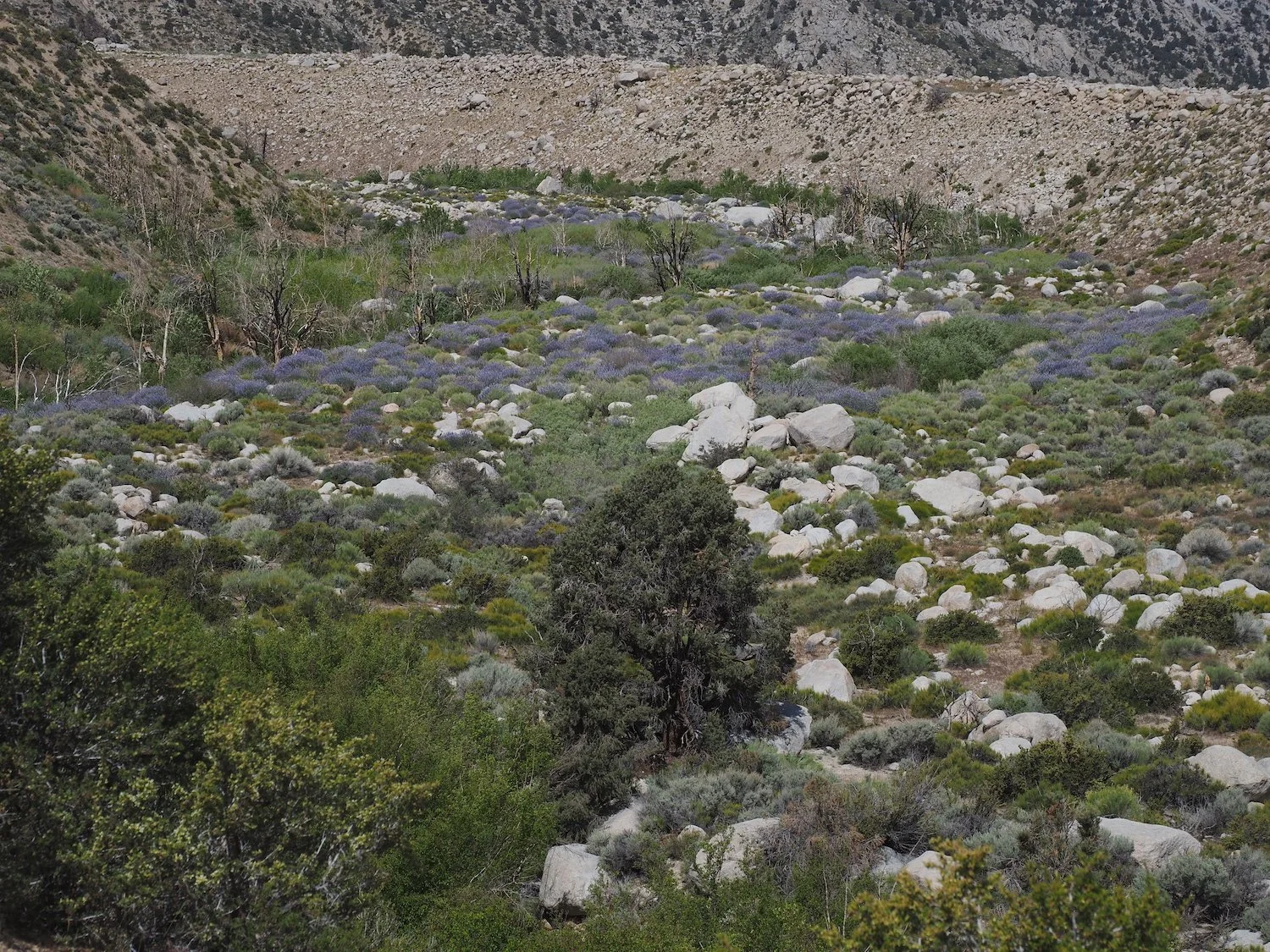 Tra 00066.JPG