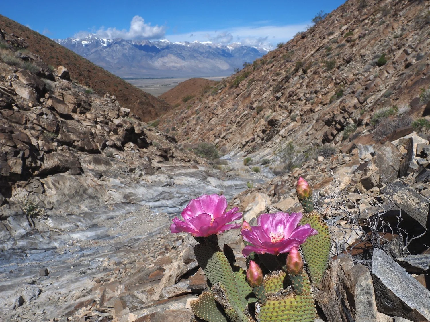 Prickly pear cactus / in an obscure blue canyon / bedrock canyon wash
