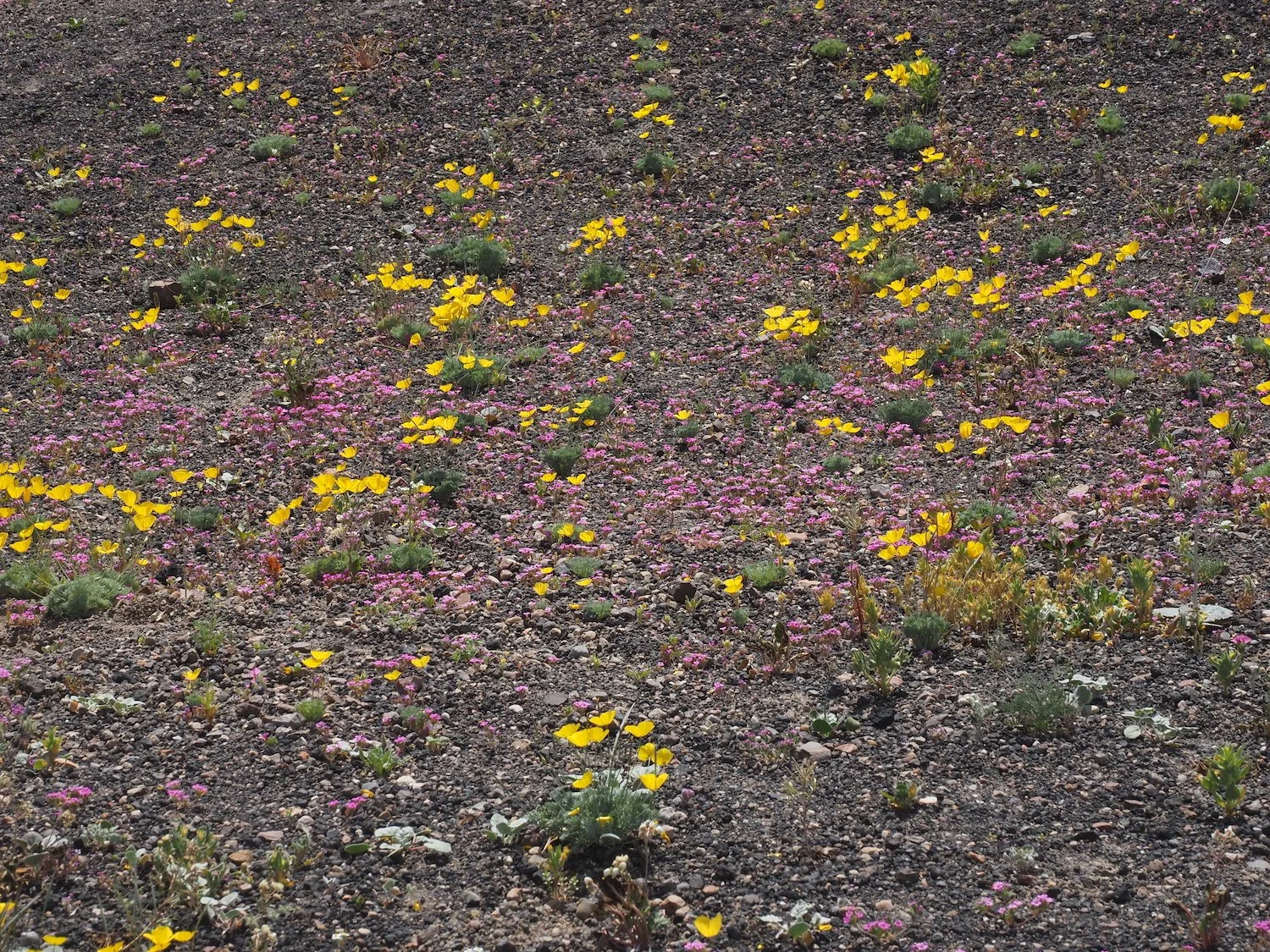 Ubehe 00054.JPG