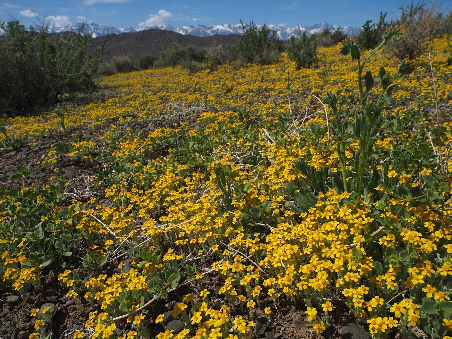 Santa Rita Flat / not far from Independence / can have showy bloom