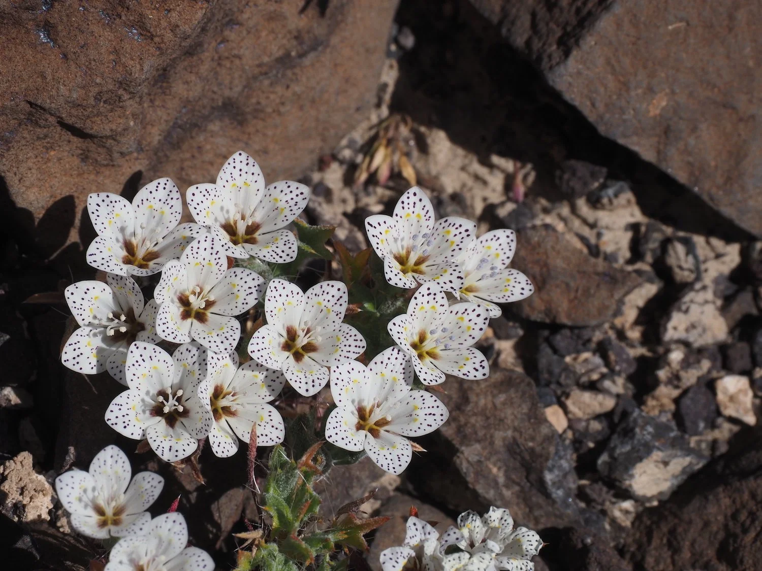 Lilac sunbonnet / miniature summer dress / Mojave Desert