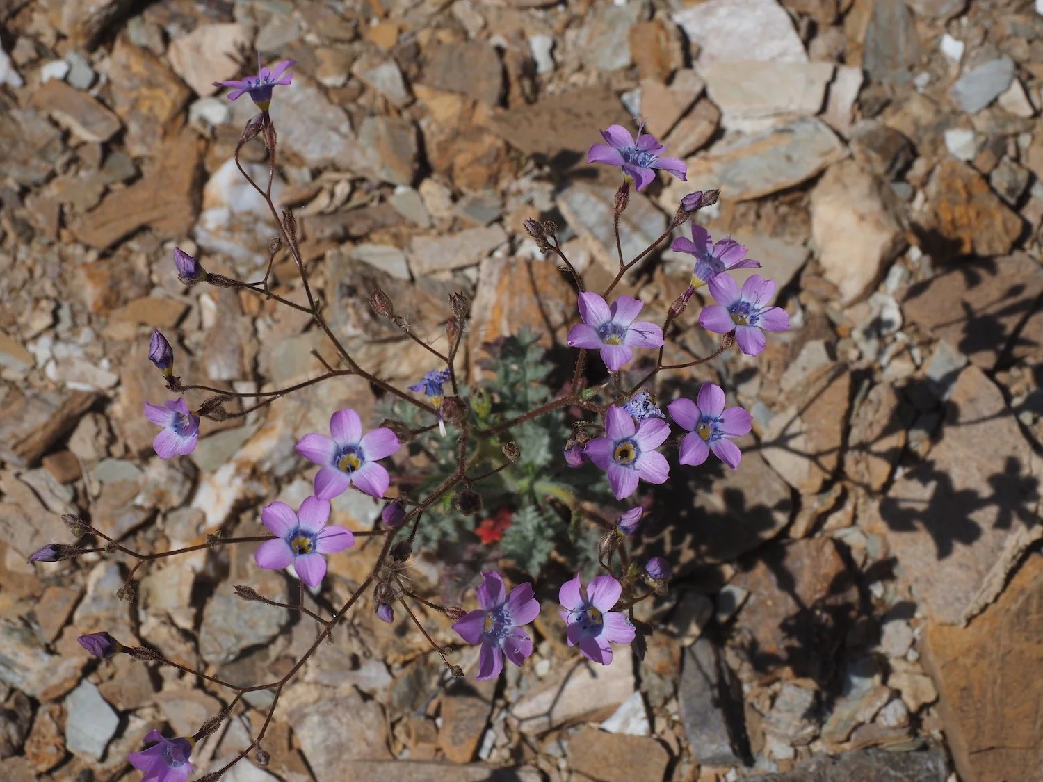 Tra 00036.JPG