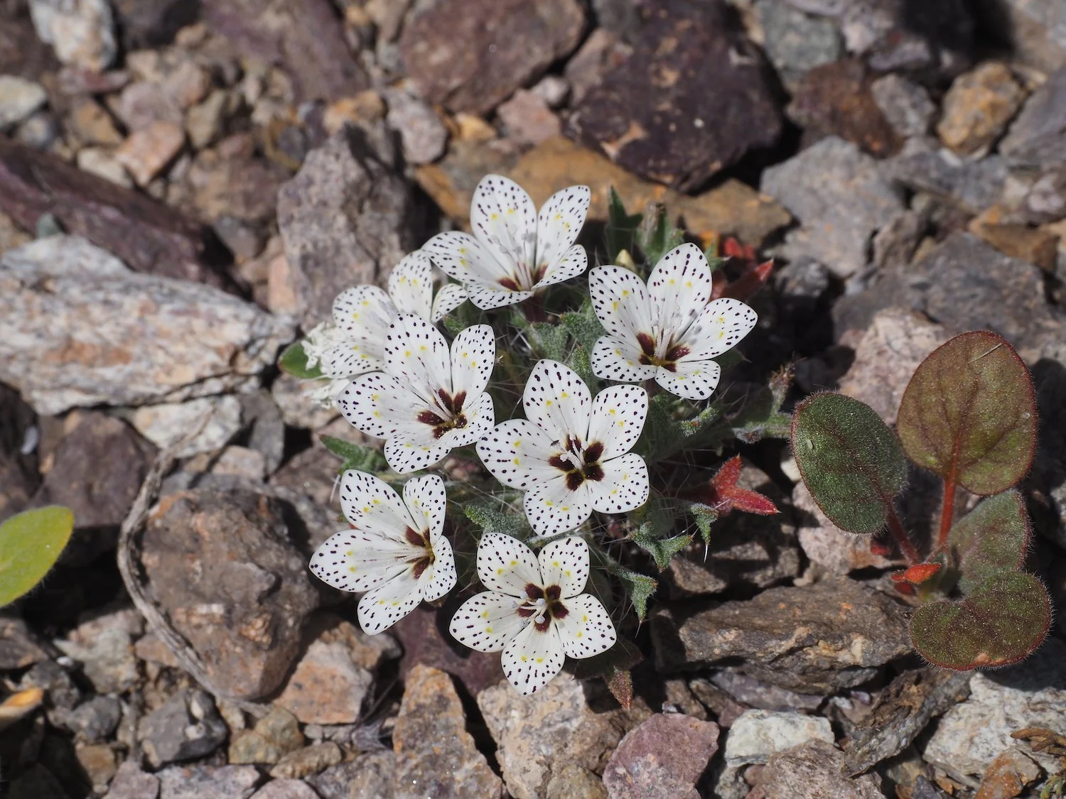 Tra 00054.JPG
