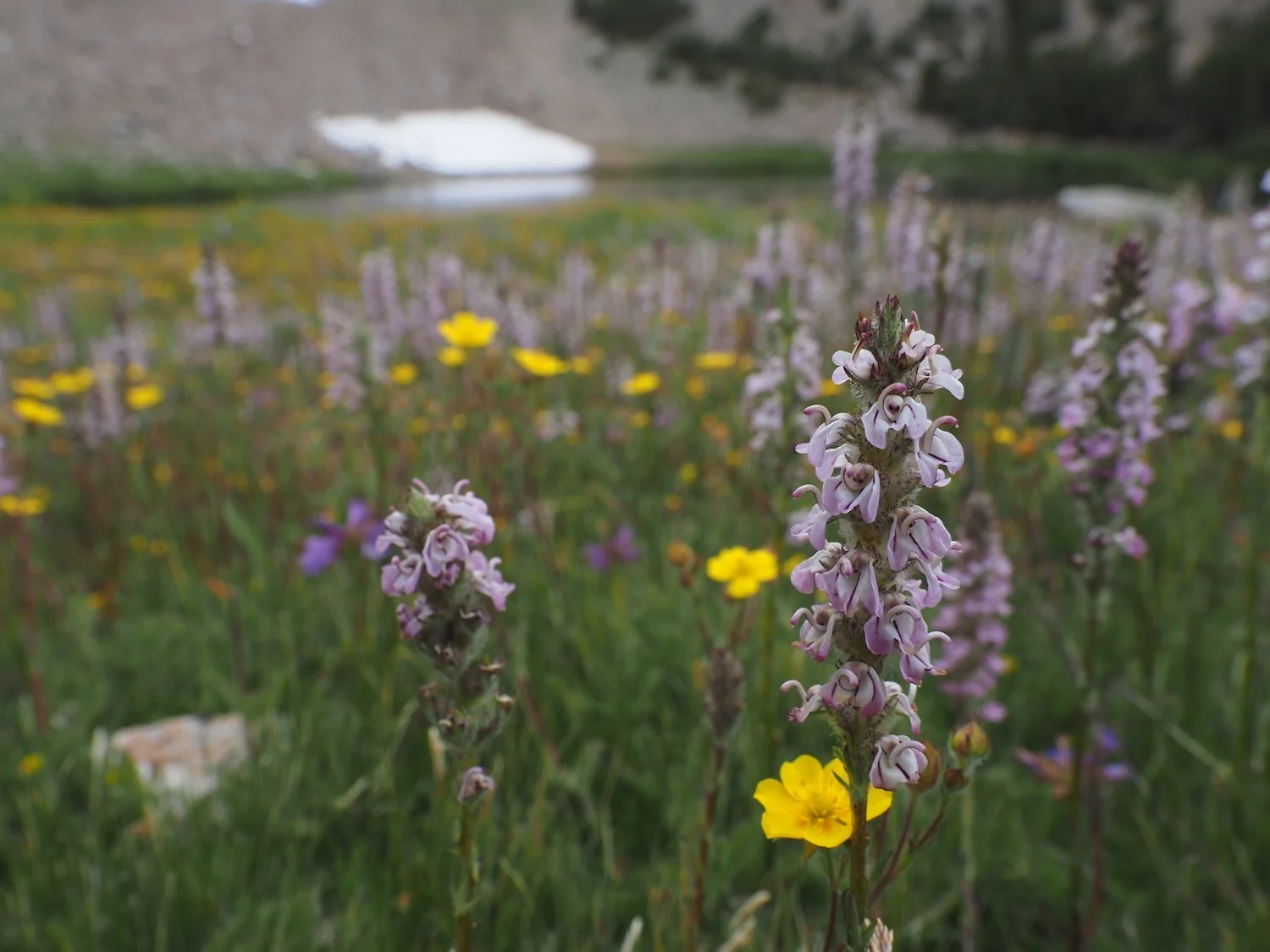 Little Elephant heads bloom / lake is blue - green and not brown / called Brown Lake on map