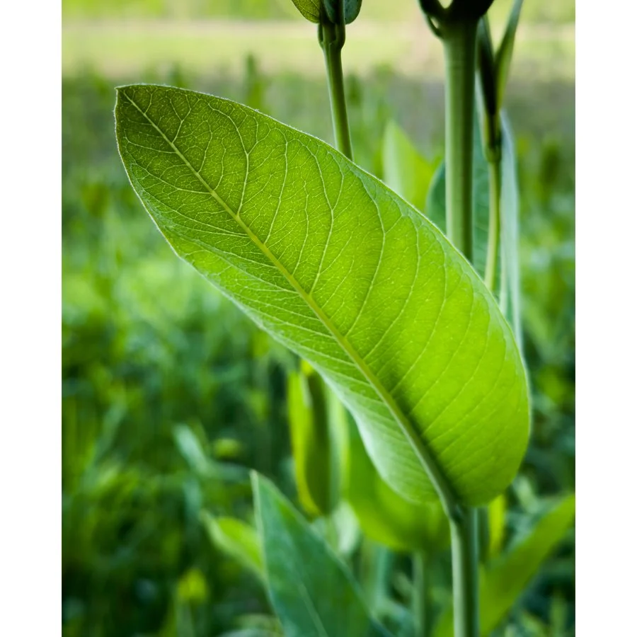 900x900 Feature_Milky Green.jpg