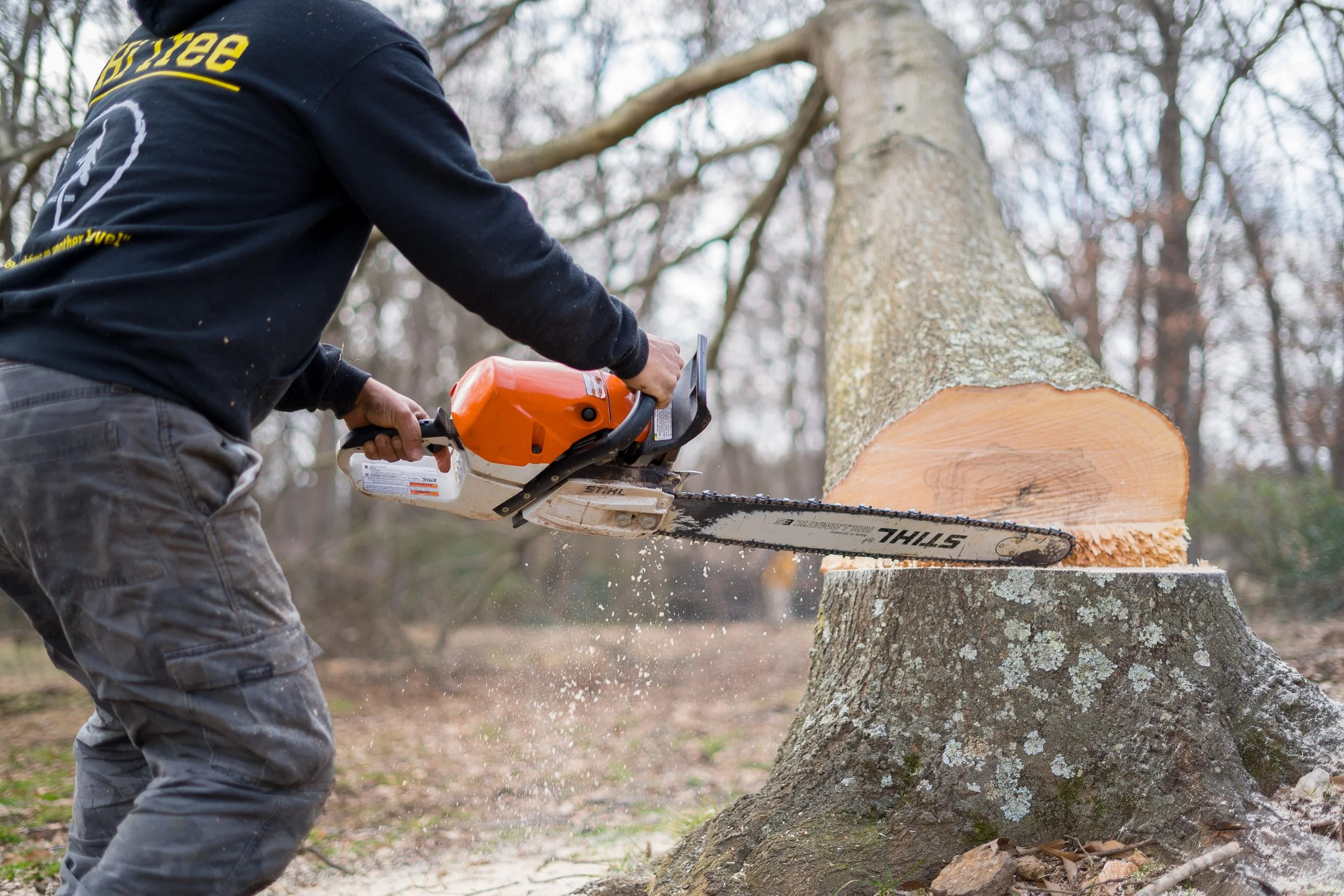 man taking down tree with chainsaw