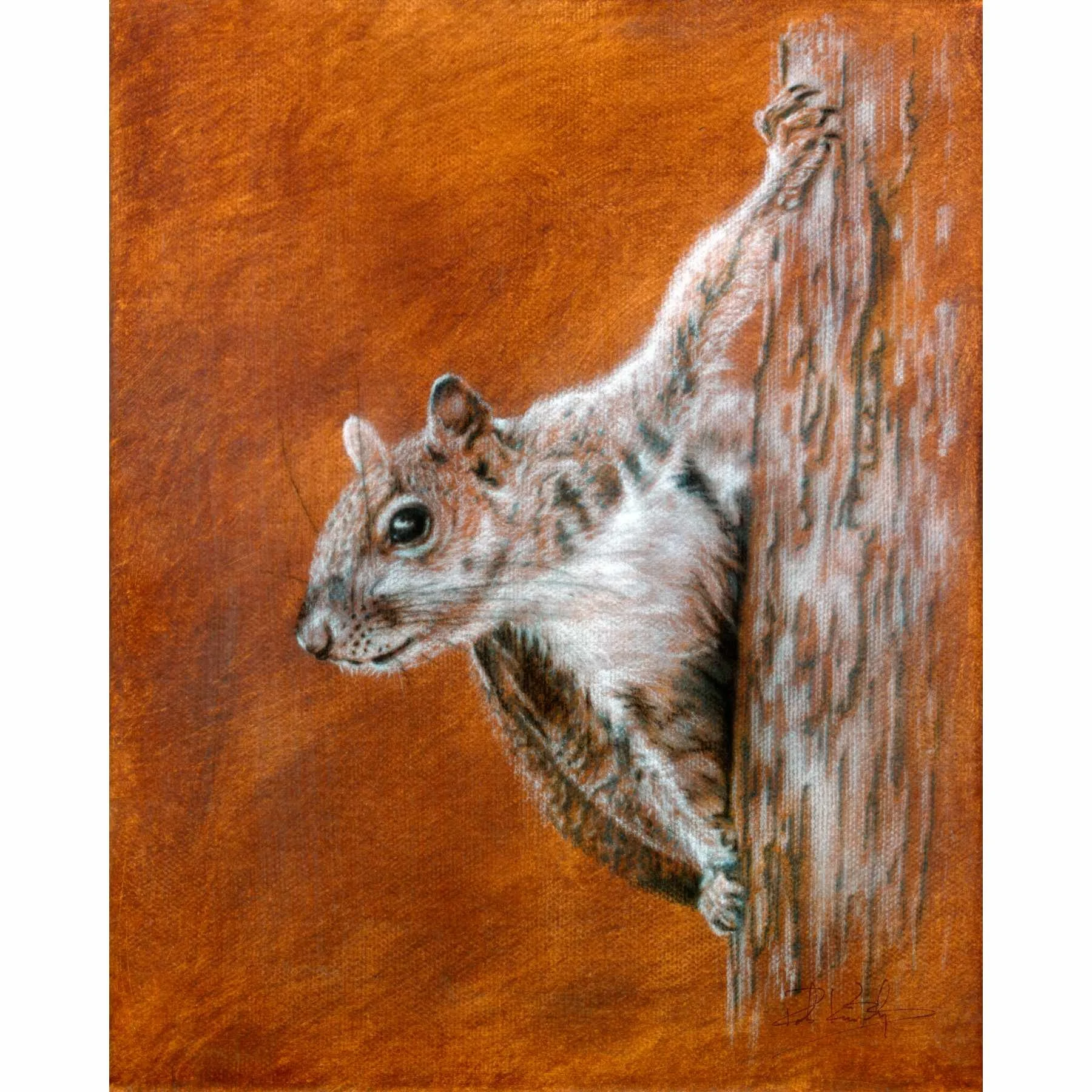 Squirrel I web.jpg