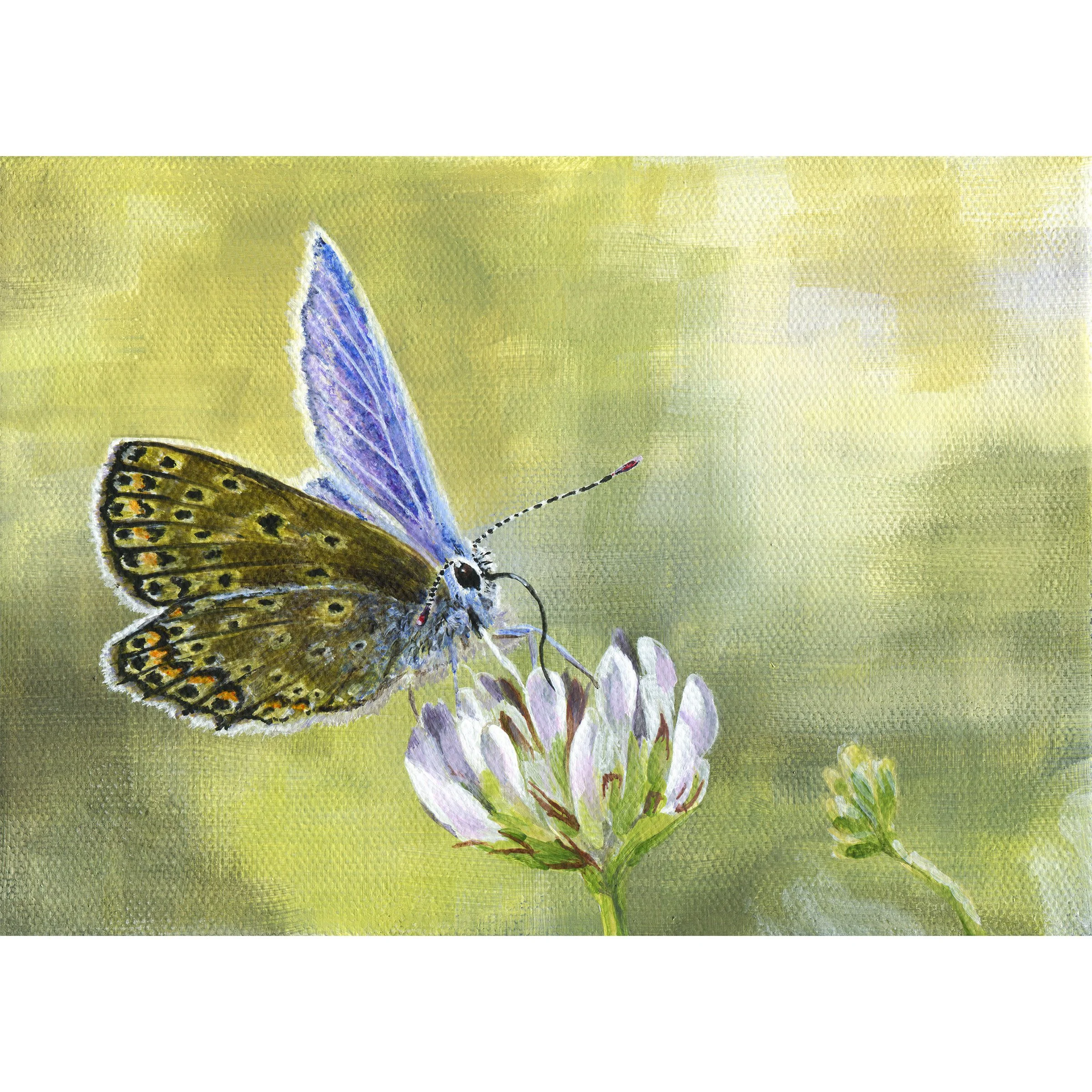 Blue Butterfly on Clover Blossom