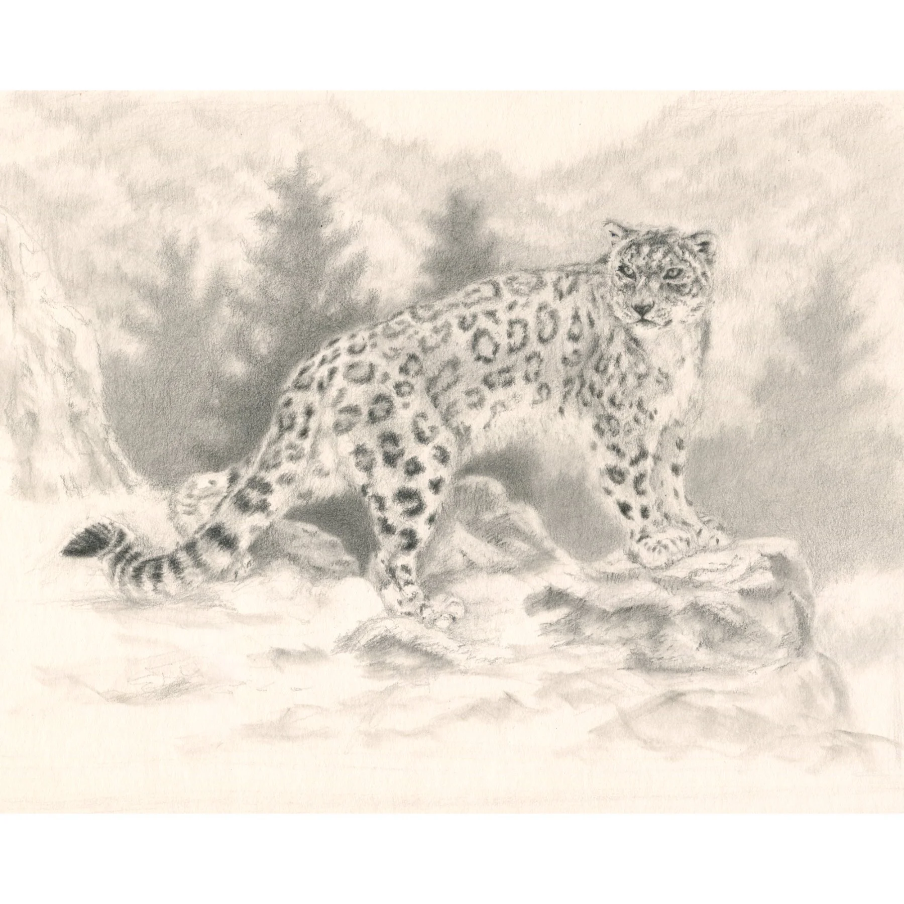 Snow Leopard original web.jpg