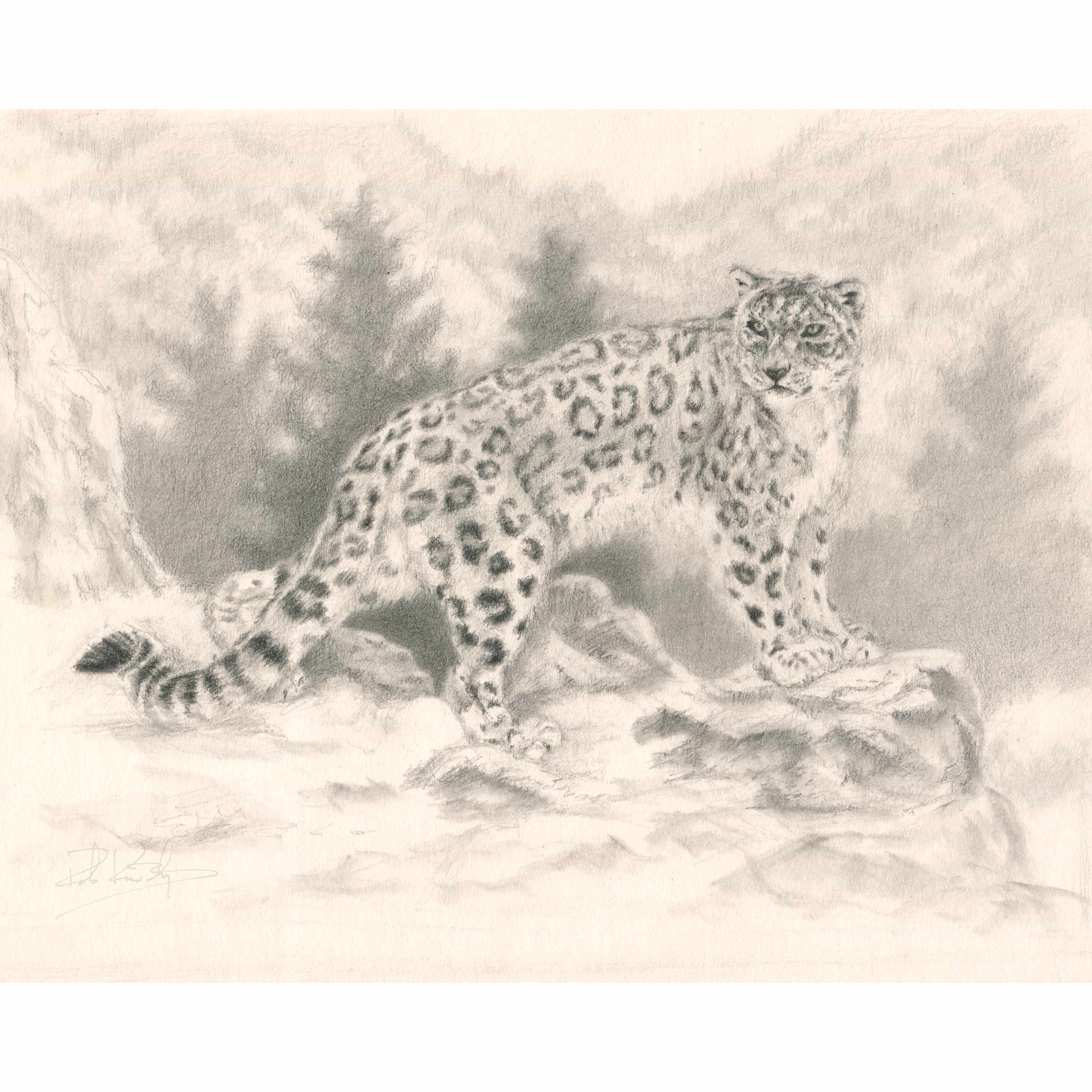 Snow Leopard Sketch web.jpg