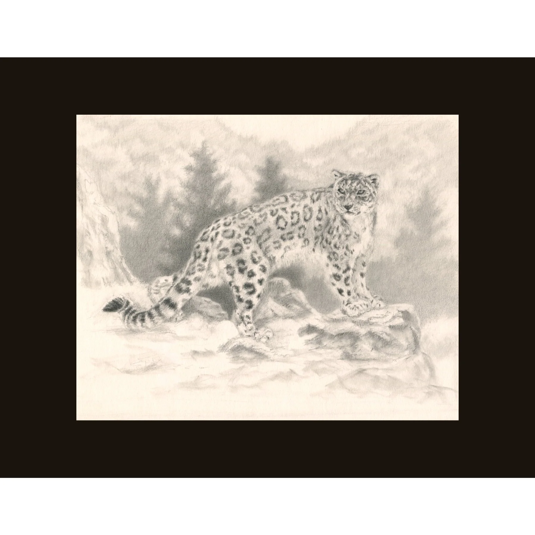 Snow Leopard Sketch