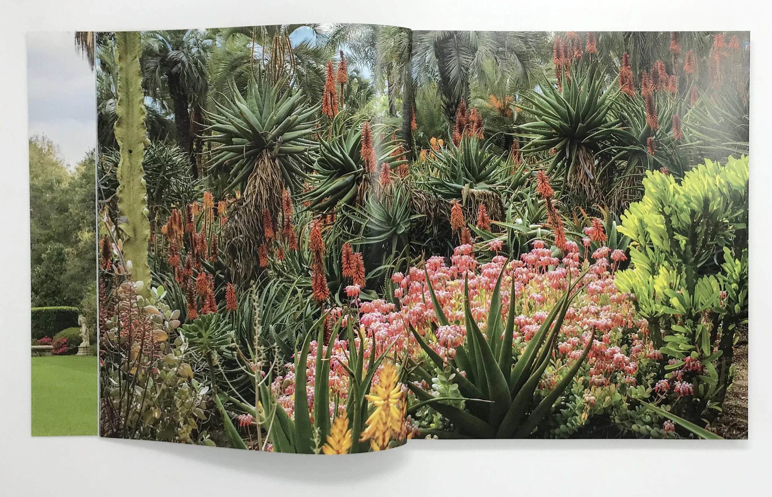 IMG_3341_cactus.jpg