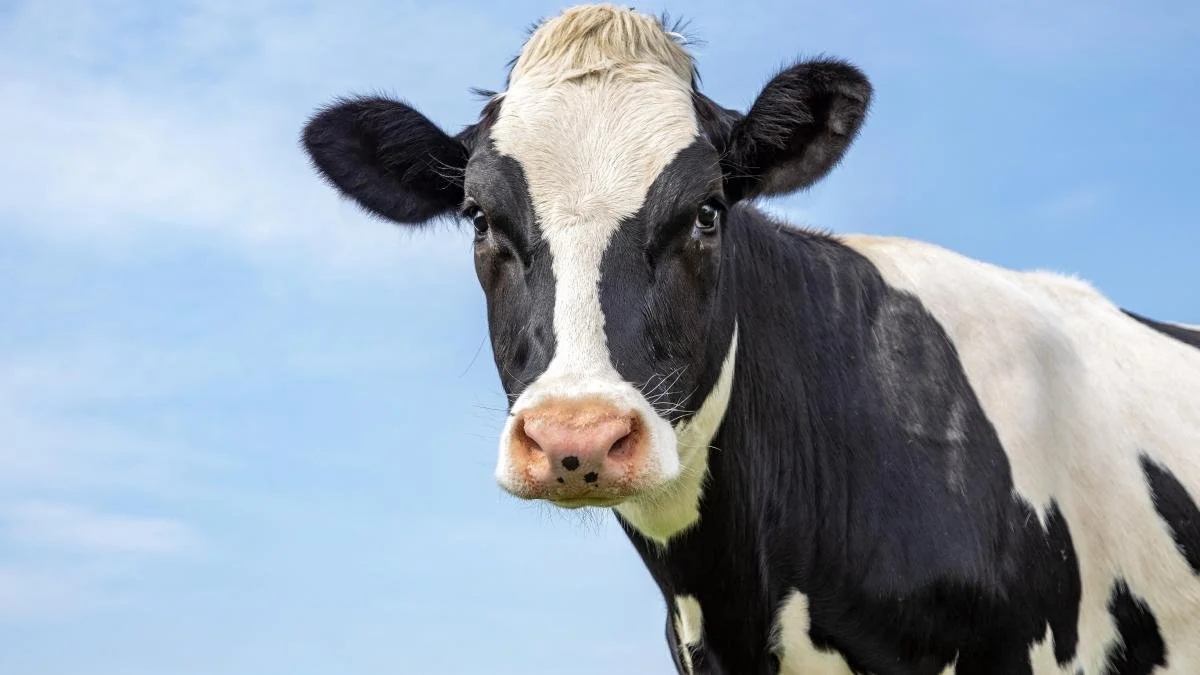 Milk from Israeli lab has no need for cows