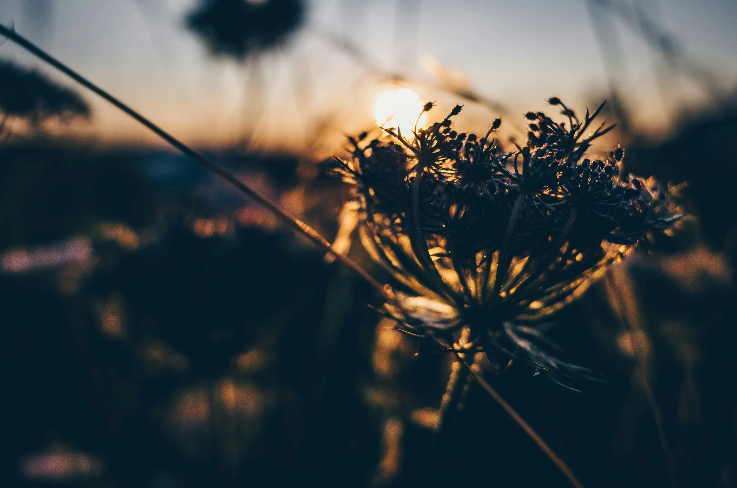 Are you interested in living a simpler life?