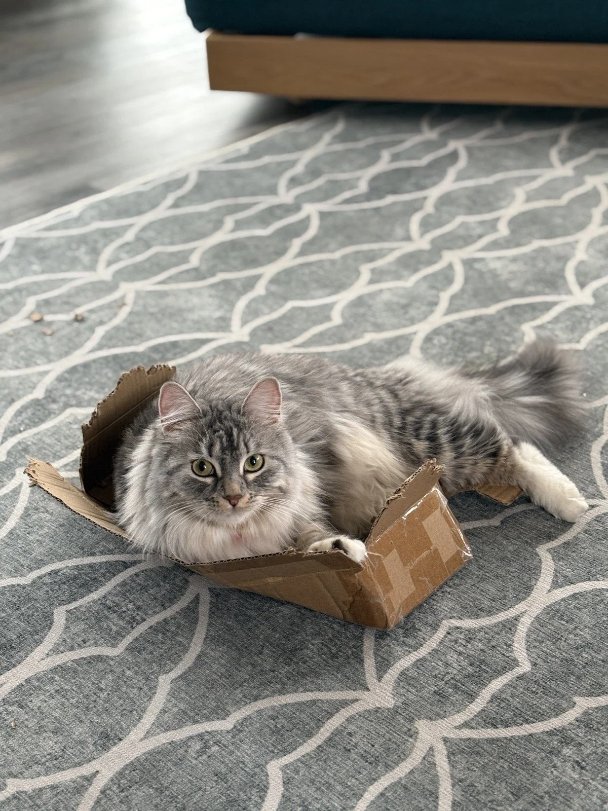Gray and white long-haired cat lying inside a small torn cardboard box on a patterned gray rug.