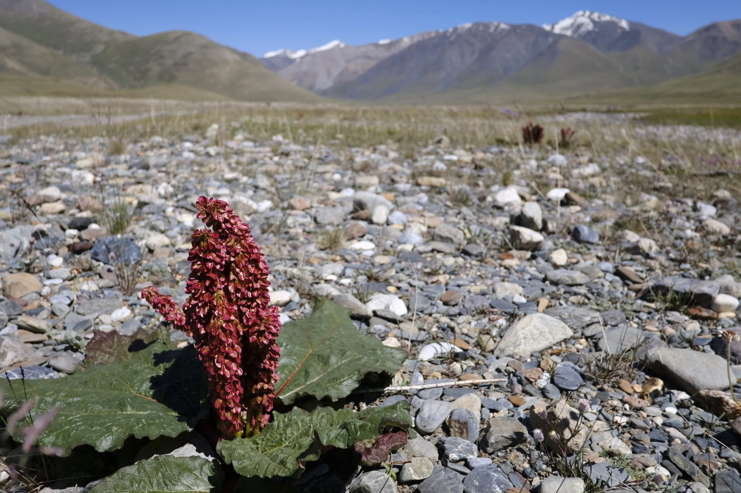 2018 Kyrg selects 50.JPG