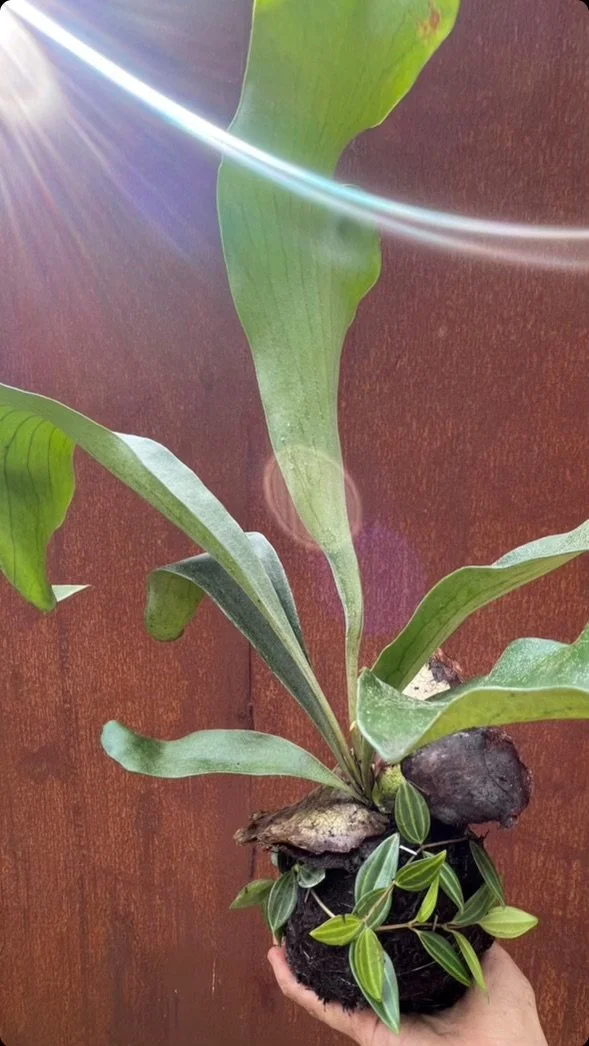 Screenshot 2024-03-19 at 2.50.59 PM.jpeg