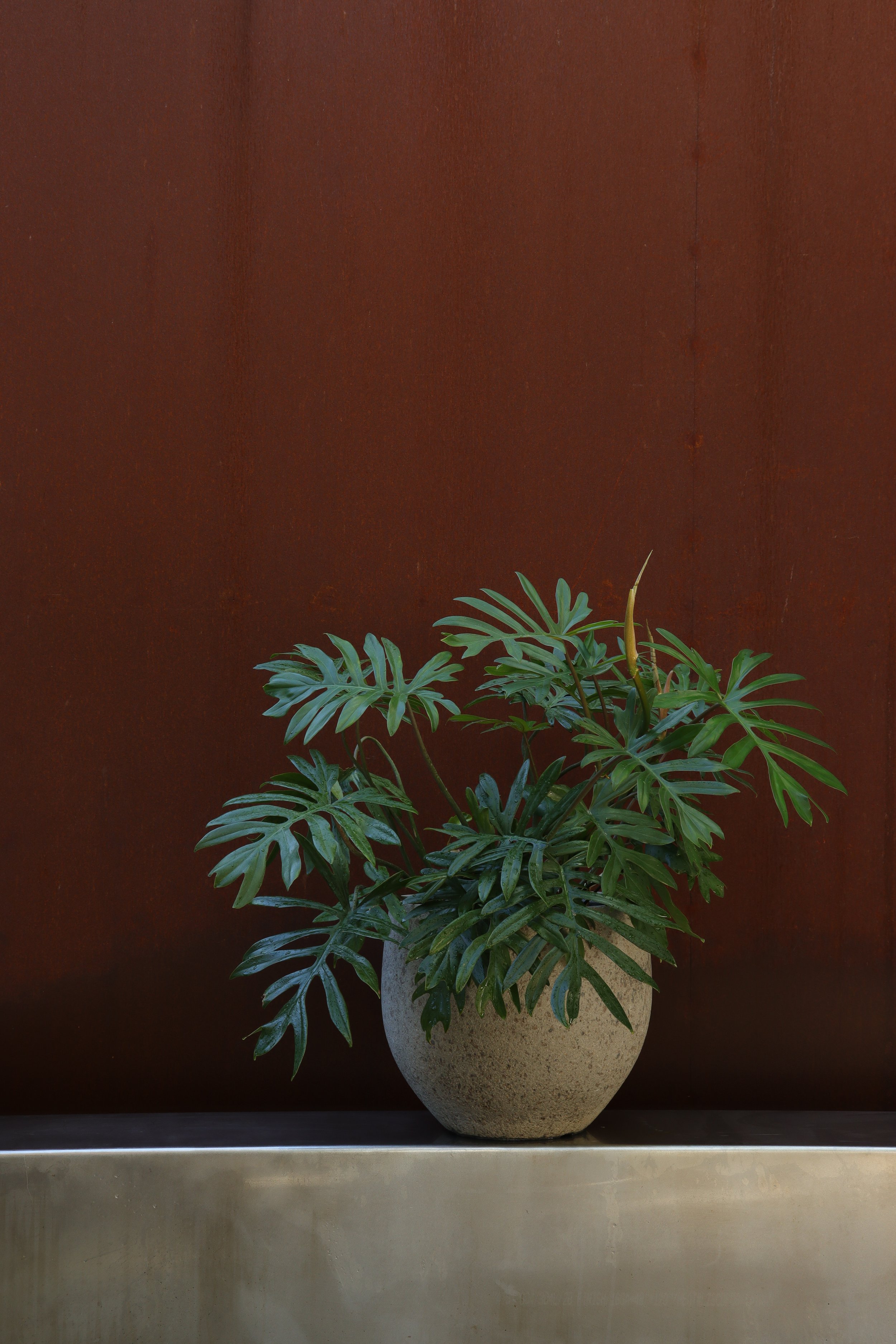 PHILODENDRON MAYOI