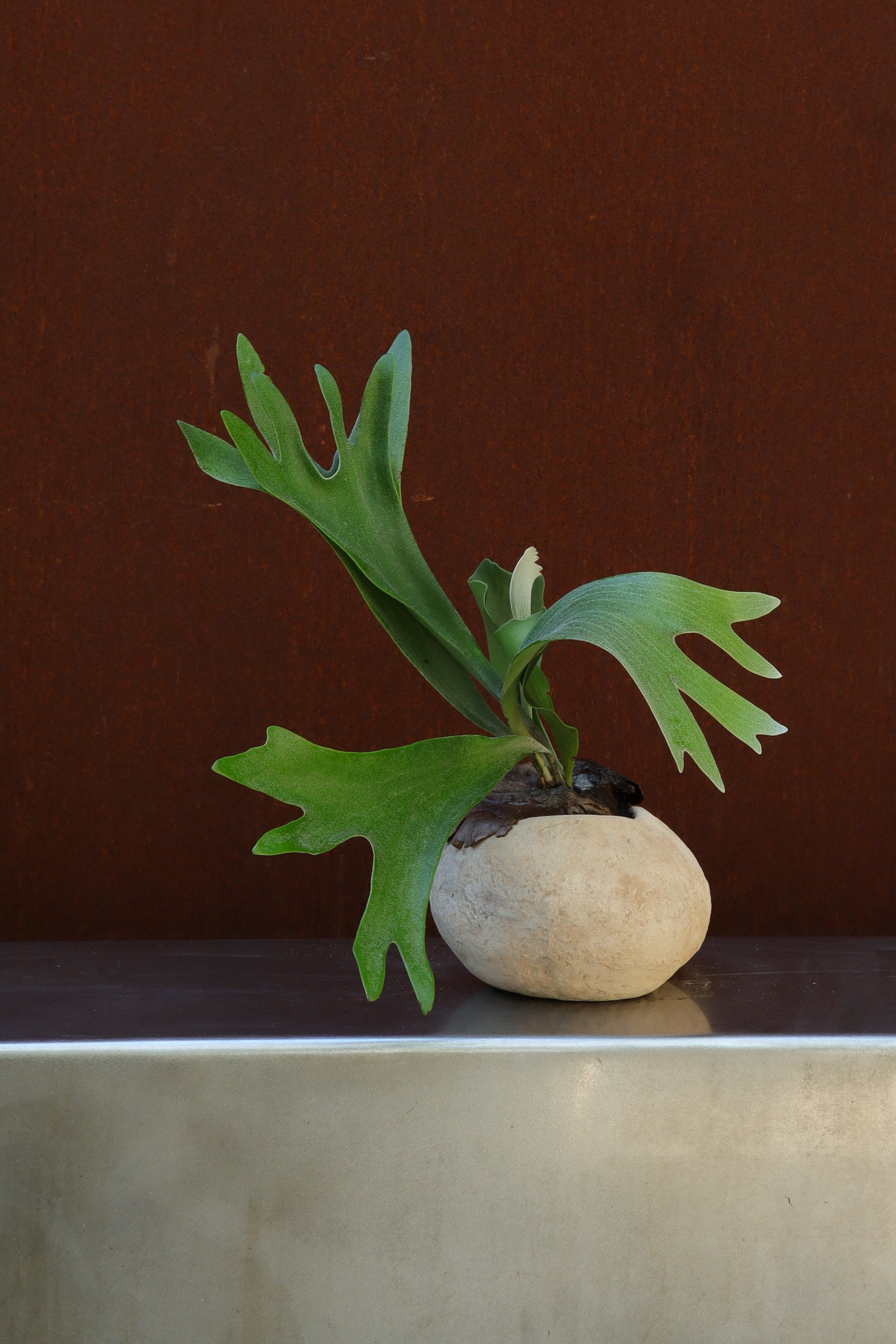 STAGHORN FERN
