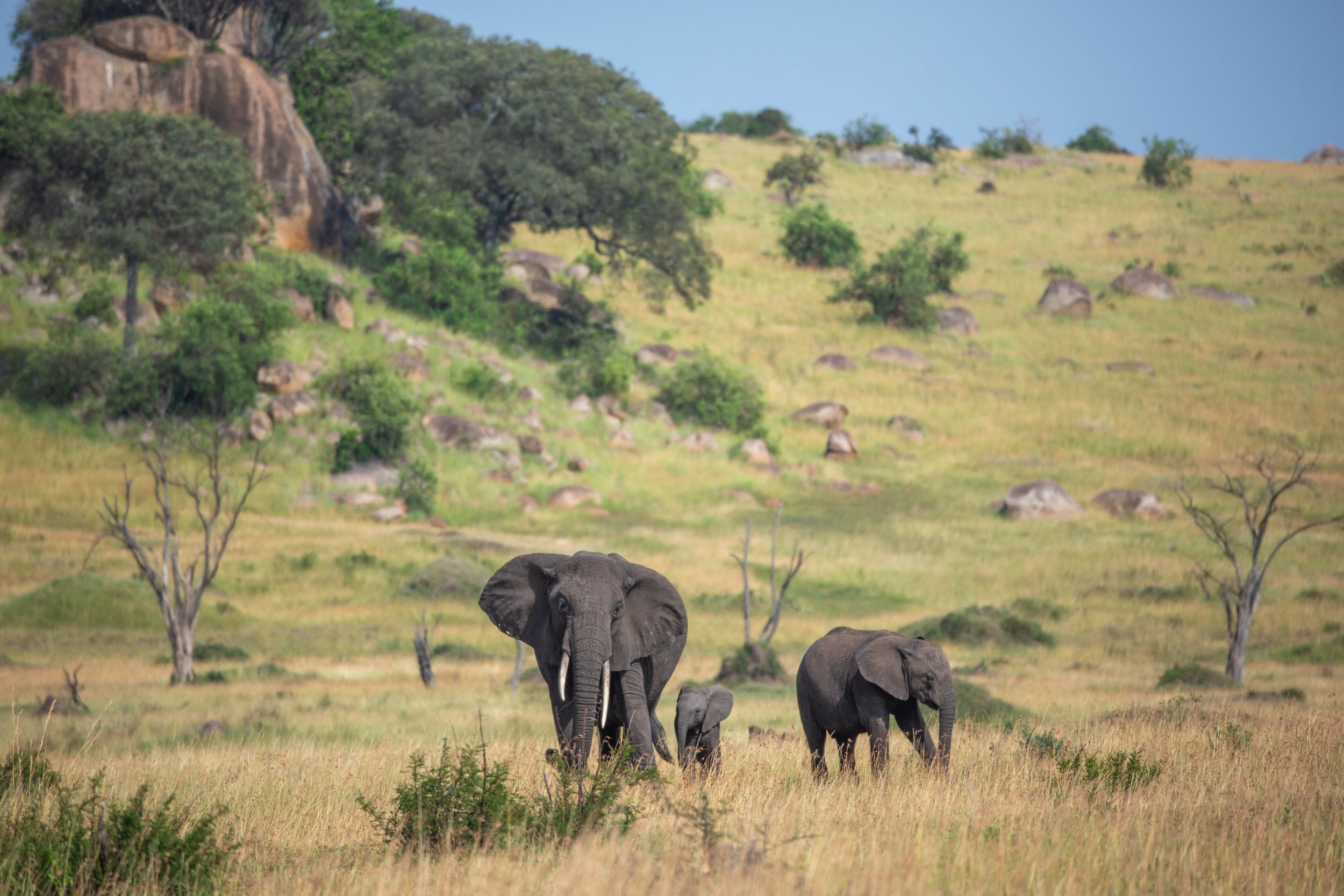 World Elephant Day: What Different Elephant Populations Teach Us About Coexistence