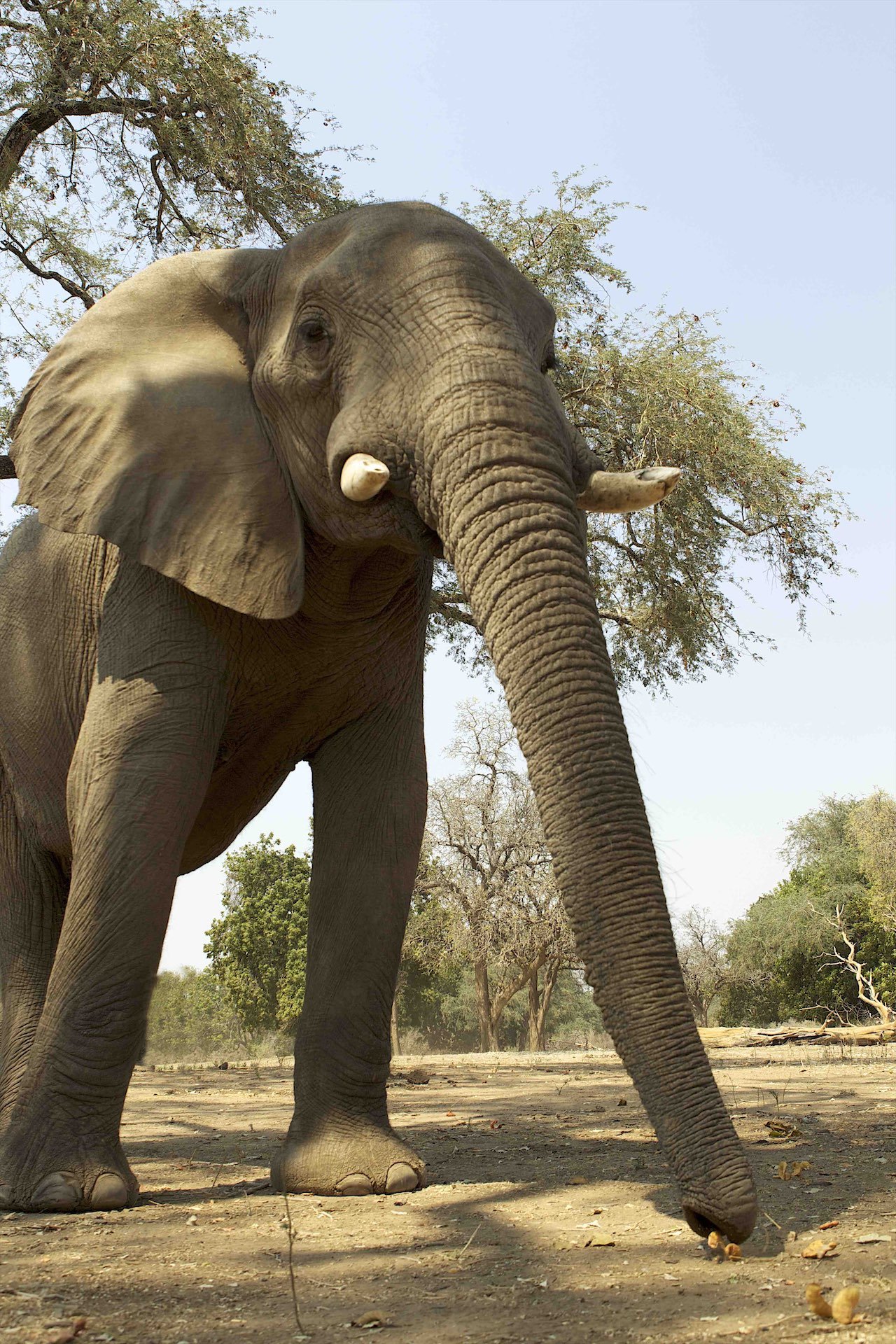 Discover Elephant Behaviour — Wild Survivors
