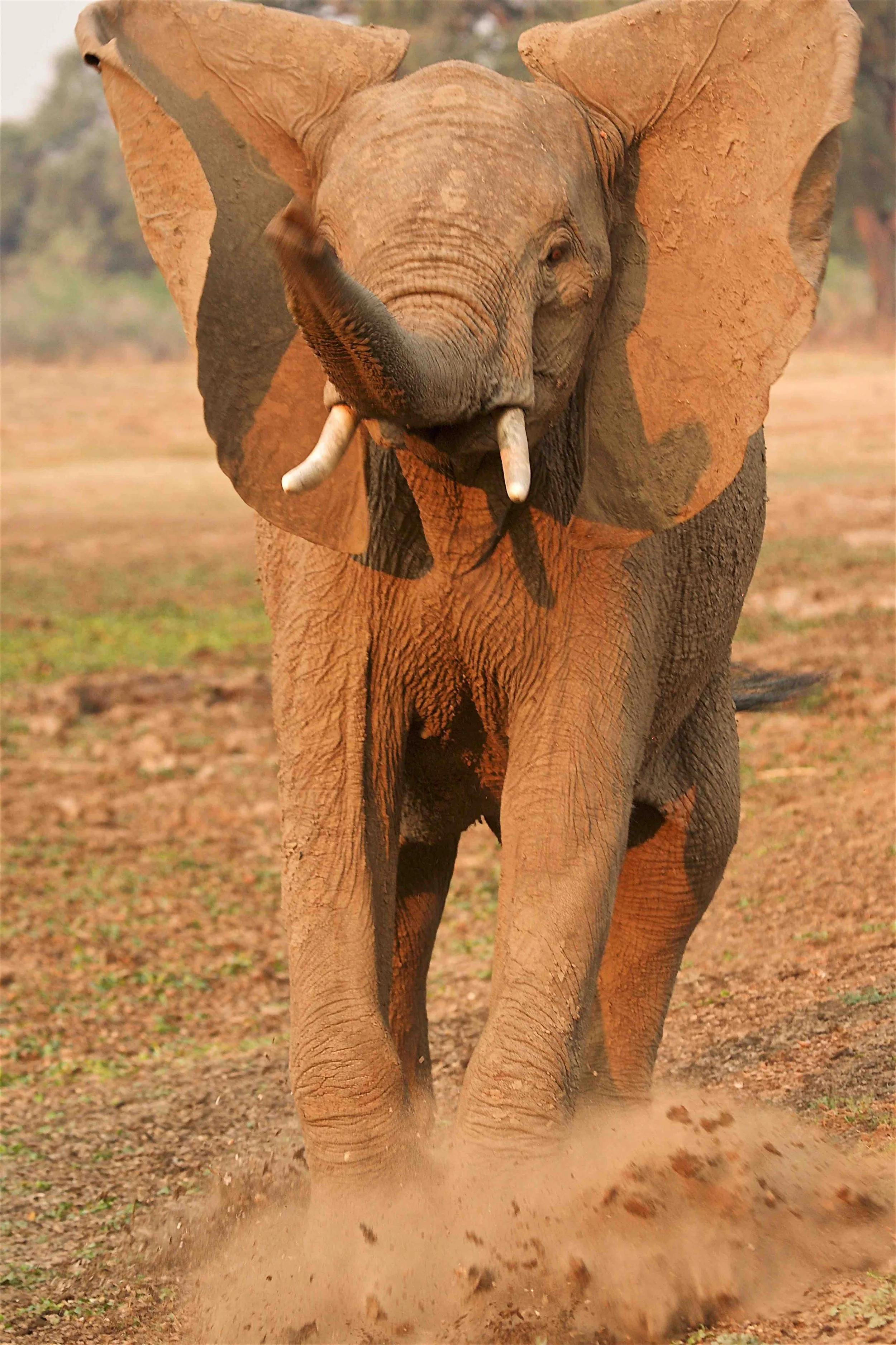 Elephant Behaviour — Wild Survivors Elephant Behaviour — Wild Survivors